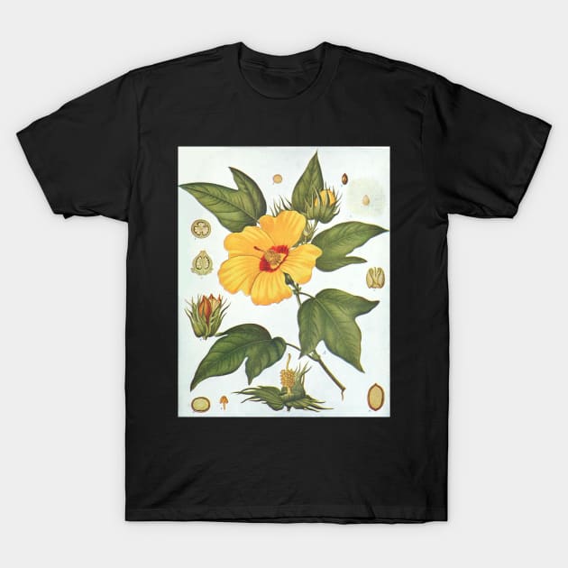 Botanical image of a Sea Island Cotton (Gossypium barbadense) flower T-Shirt by gumbogirlonline